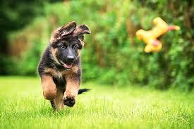 Doge